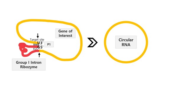 Rznomics Presents Its Own Circular RNA Platform Technology