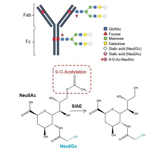 Pregnant Women Produce Super Antibodies to Protect Newborns, Now Scientists Know How