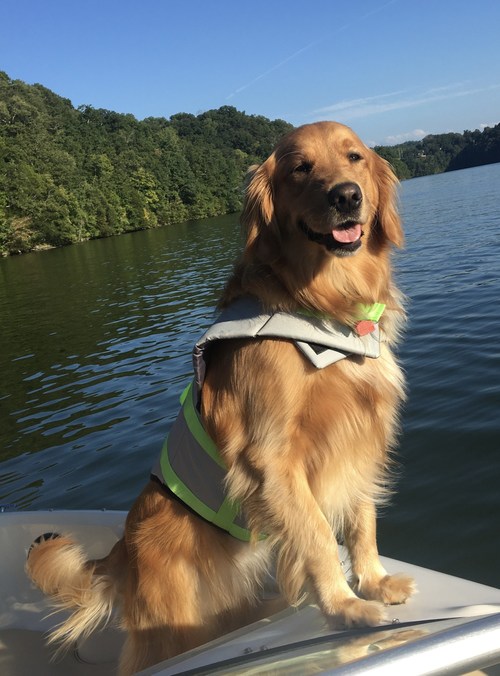 Golden Retriever Poisoned by Thanksgiving Bread Rolls