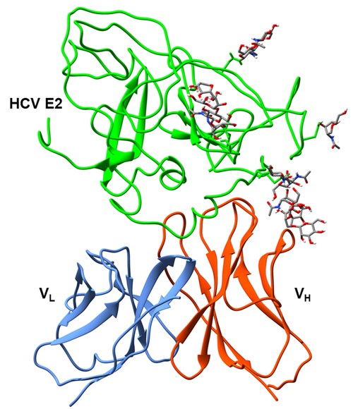 Institute for Bioscience and Biotechnology Research Awarded $6.9M to Design and Test a Vaccine to Combat Hepatitis C