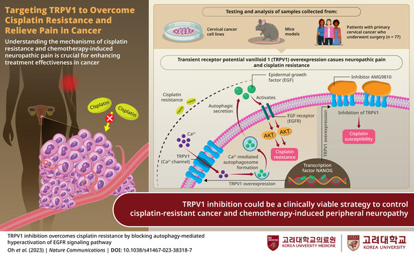 Team from Korea University Medicine Explores Ways to Overcome Cisplatin Resistance and Alleviate Pain in Cancer Treatment