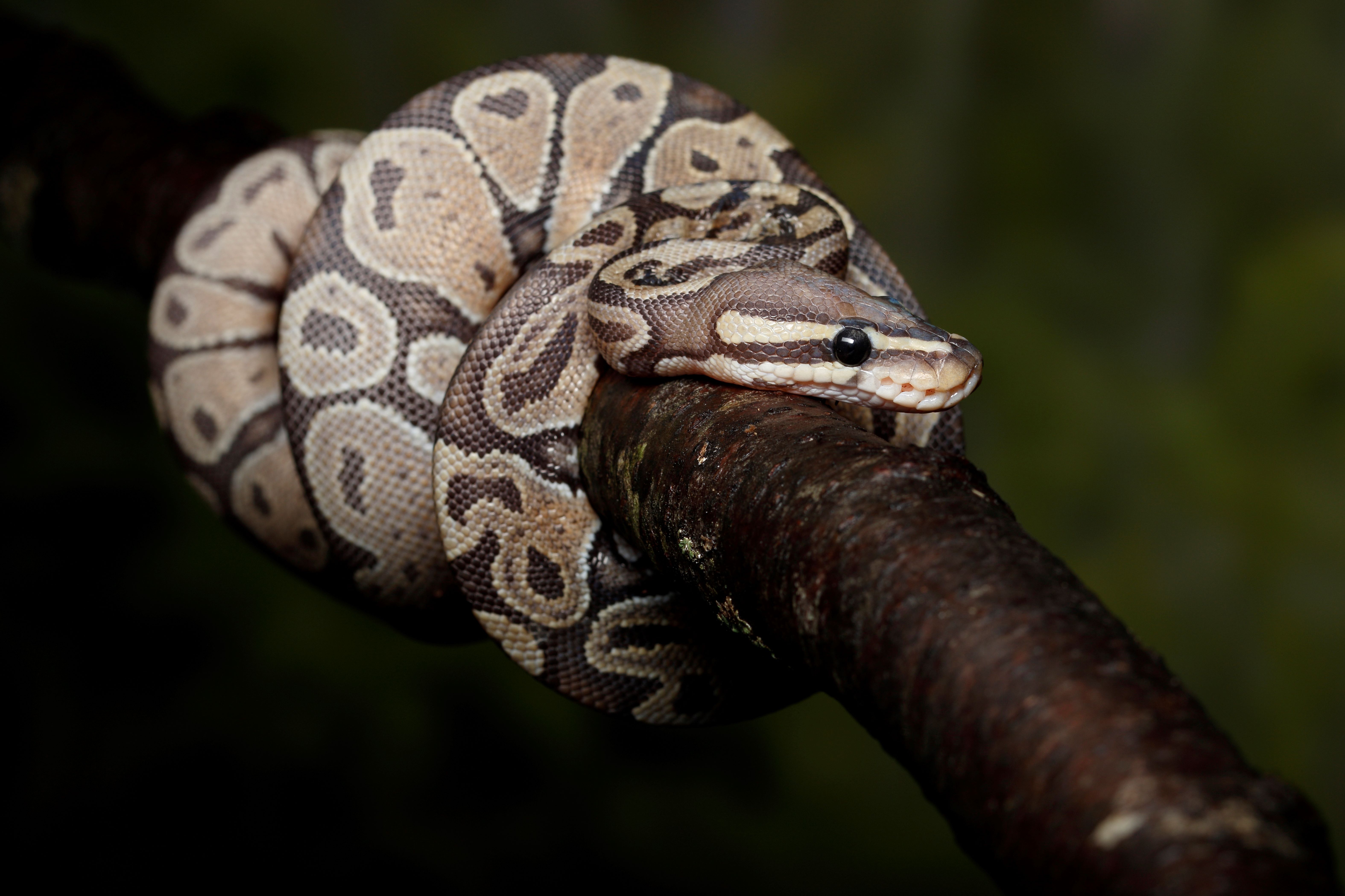 Understanding how pythons swallow massive meals may help develop new human heart medicines