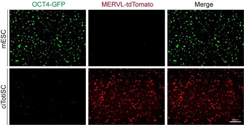 Scientists take the first step to master an all-powerful cell type in the beginning of life