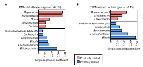 Microbiome research: Link between gut bacterium and obesity and diabetes revealed