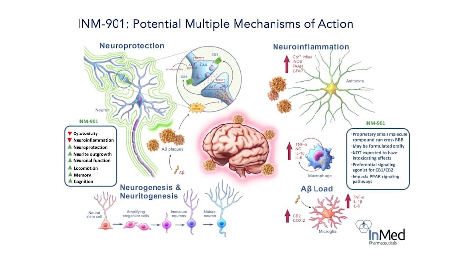 InMed’s INM-901 Demonstrates Potential as a Multi-factorial Approach to Treating Alzheimer’s Disease