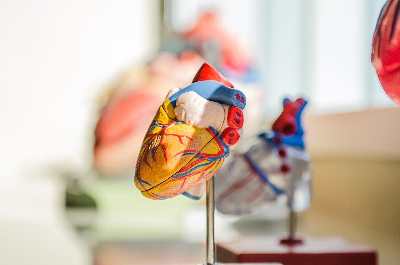 BioVentrix lassos $48.5M to take its ventricle-reshaping heart failure implants to the FDA