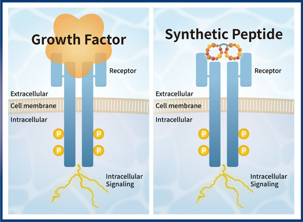 PeptiGrowth Inc. and Orizuru Therapeutics, Inc. Enter into Joint Development of Novel Synthetic Peptide Based Growth Factor