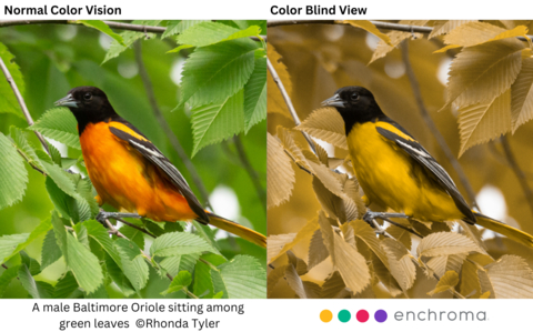 Detroit River International Wildlife Refuge Teams with EnChroma to Enhance Experience for Color Blind Visitors