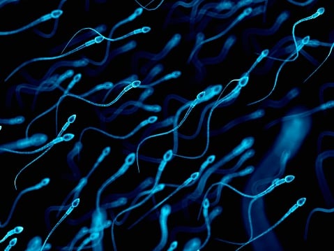 Novel drug for male contraception shows early signs of efficacy in Promega-sponsored study in mice