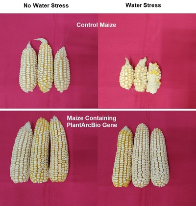PlantArcBio and Rallis (a TATA enterprise) Announce Excellent Results in Drought Tolerance and Yield Increase in Maize (Corn) Trials