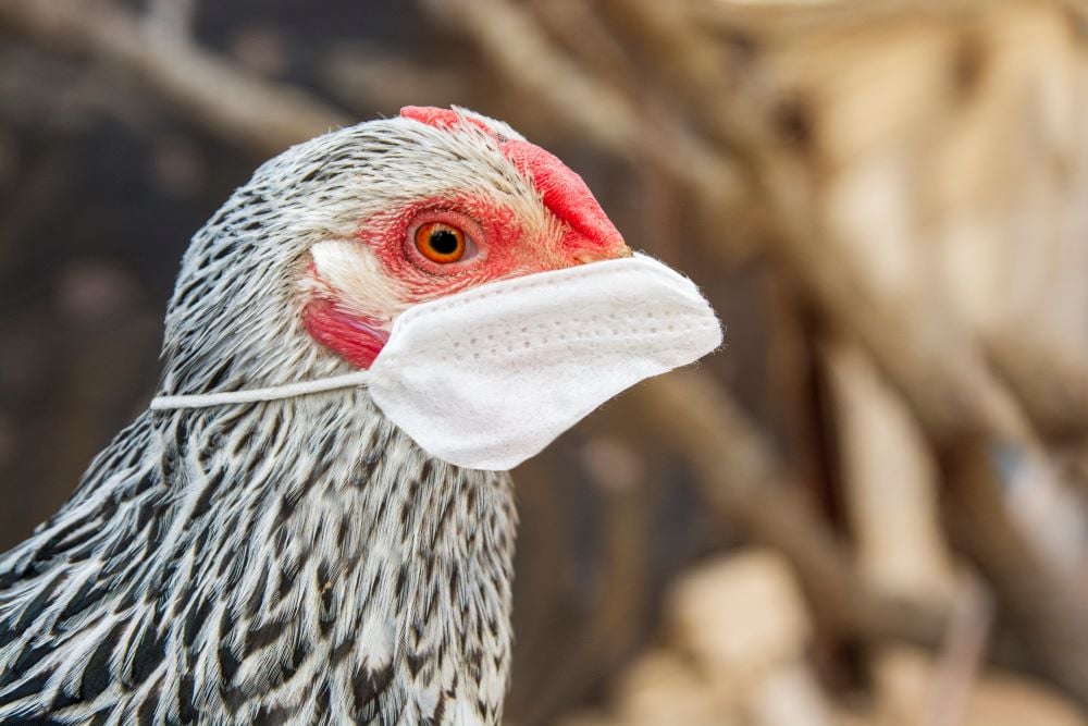 CSL Seqirus scores 4th award from US government for bird flu pandemic preparedness