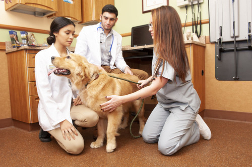 Parvovirus Spike Threatens Area Pets: NJ Veterinary Hospital Issues Warning