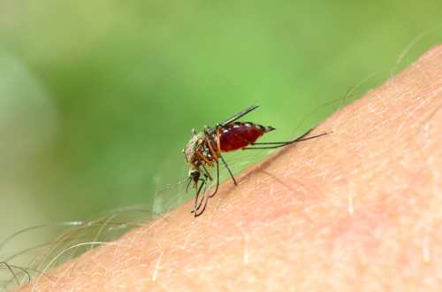 Bavarian Nordic’s chikungunya vaccine candidate shows promise in late-stage trial
