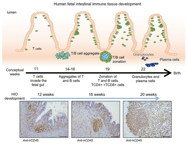 A New First: Creating Organoids with Immune Systems