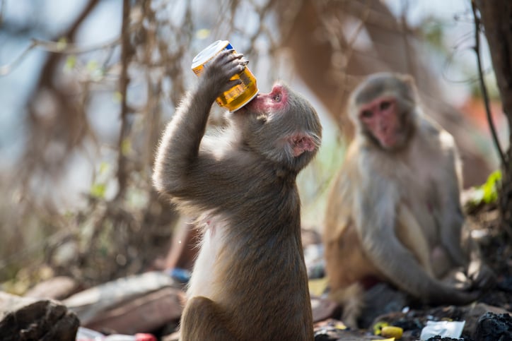 Gene therapy curbs alcohol use disorder in primates by halting abstinence-relapse cycle