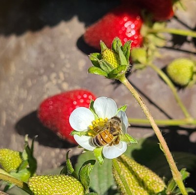 BEEFLOW & CAL POLY STRAWBERRY CENTER PARTNER FOR A STUDY ON STRAWBERRY POLLINATION THAT AIMS TO REDUCE FOOD WASTE BY UP TO ONE-THIRD