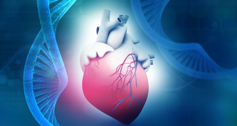 Allen Institute's cell lines could lead to new drugs for hypertrophic cardiomyopathy